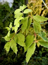 Acer negundo L. 'Kelly’s Gold' 